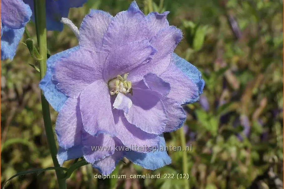 Delphinium 'Camelliard'