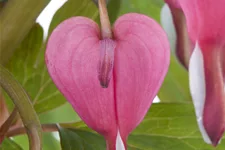 Dicentra spectabilis
