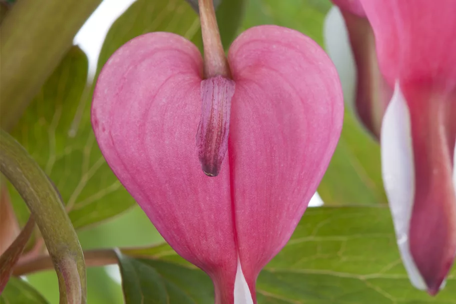 Dicentra spectabilis