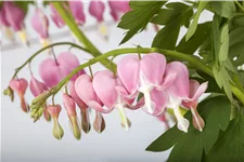 Dicentra spectabilis