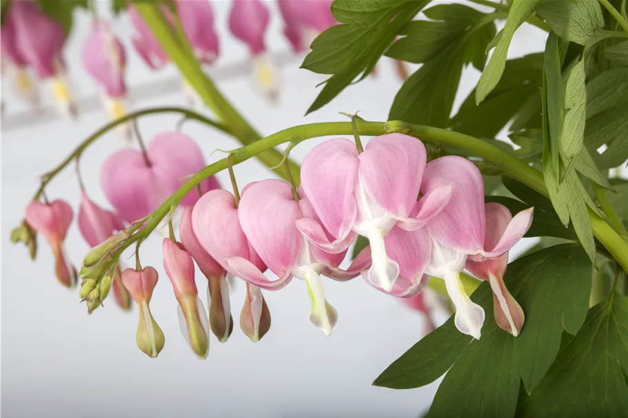 Dicentra spectabilis