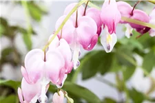 Dicentra spectabilis