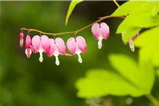 Dicentra spectabilis