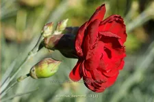 Dianthus plumarius 'Desmond'