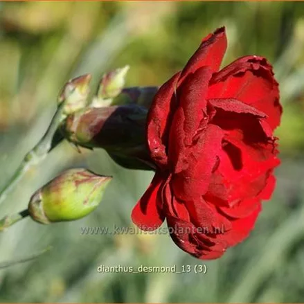 Dianthus plumarius 'Desmond'