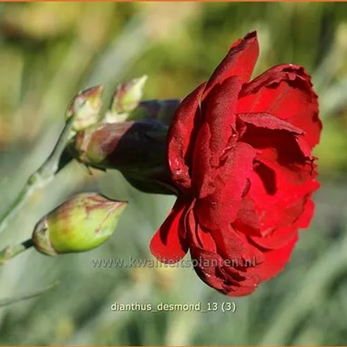 Dianthus plumarius 'Desmond'