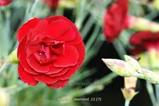 Dianthus plumarius 'Desmond'