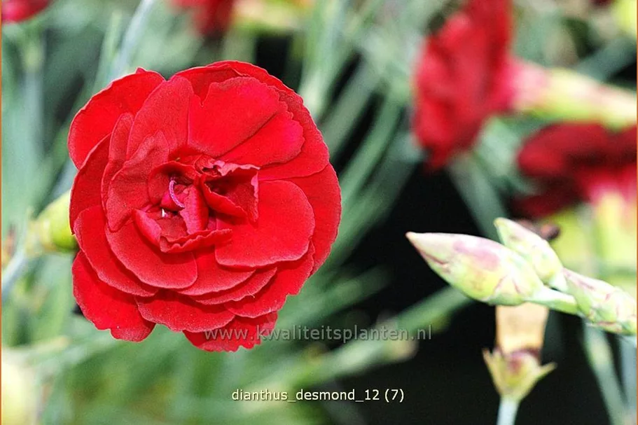 Dianthus plumarius 'Desmond'
