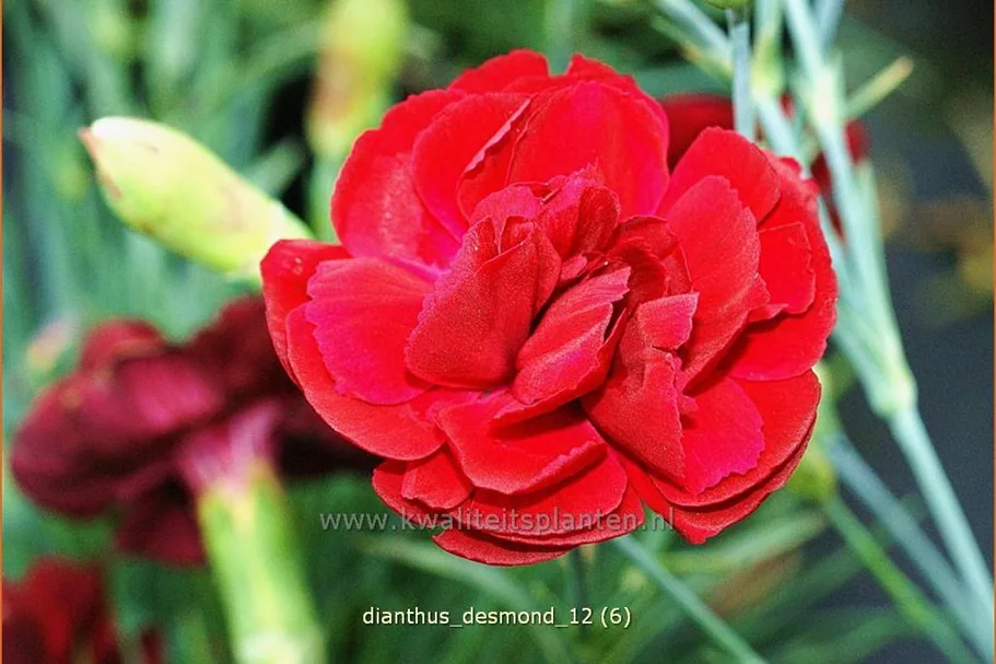 Dianthus plumarius 'Desmond'