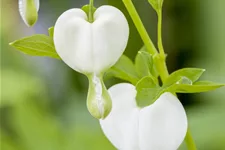 Dicentra spectabilis 'Alba'