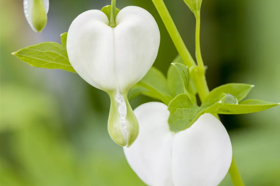 Dicentra spectabilis 'Alba'
