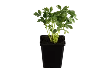 Dicentra spectabilis 'Alba'