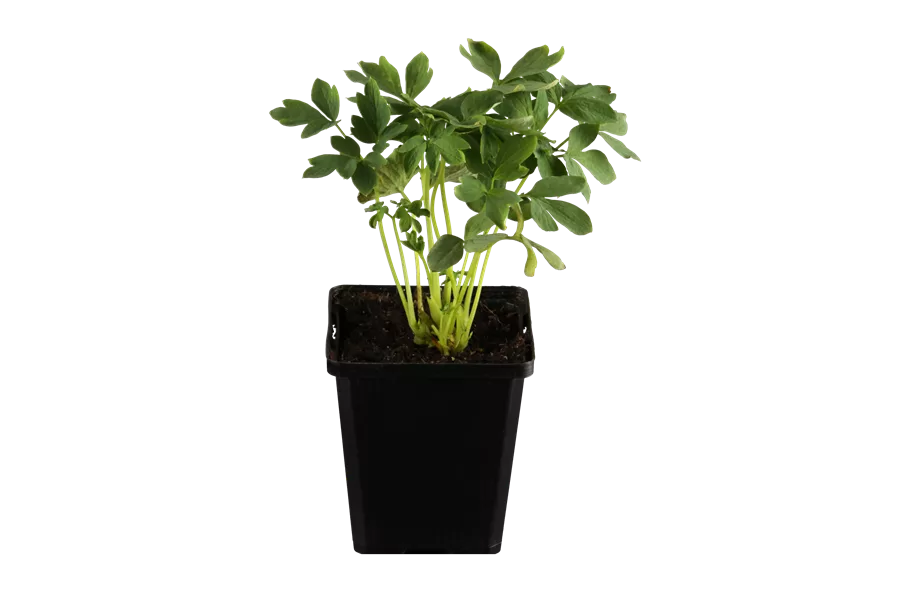 Dicentra spectabilis 'Alba'