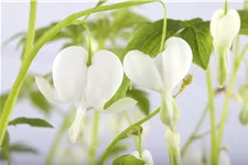 Dicentra spectabilis 'Alba'