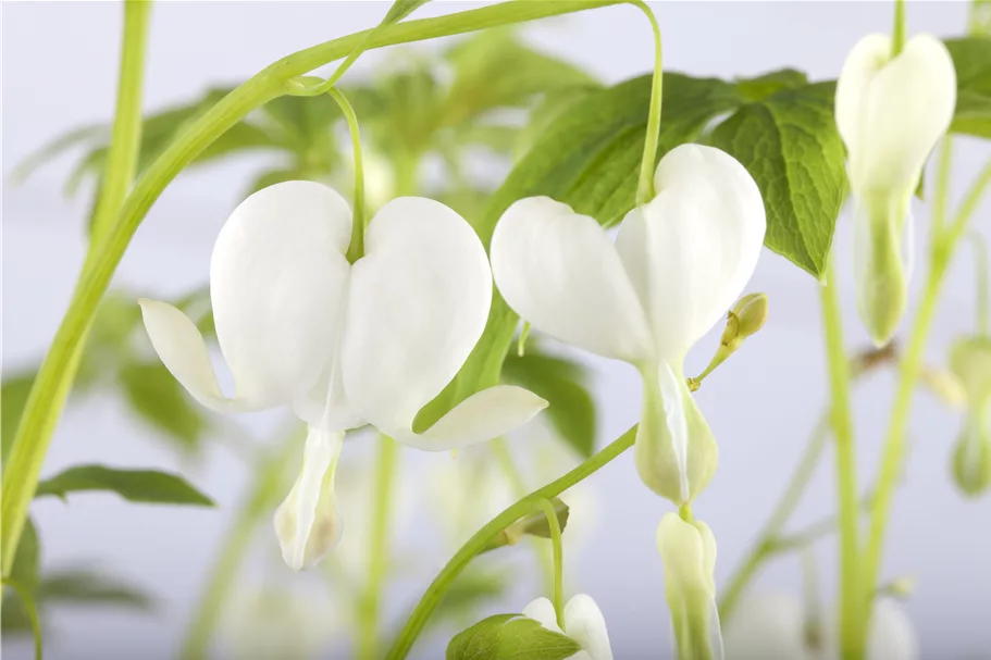 Dicentra spectabilis 'Alba'