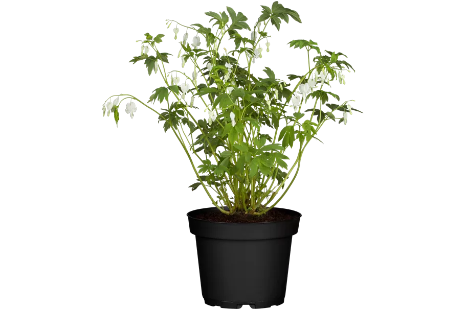 Dicentra spectabilis 'Alba'