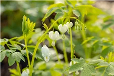 Dicentra spectabilis 'Alba'