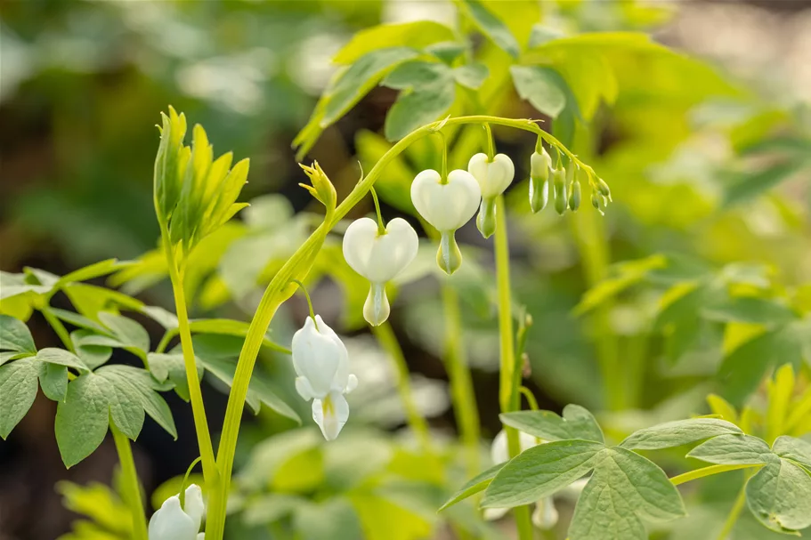 Dicentra spectabilis 'Alba'