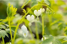 Dicentra spectabilis 'Alba'