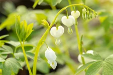 Dicentra spectabilis 'Alba'