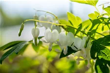 Dicentra spectabilis 'Alba'