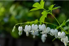 Dicentra spectabilis 'Alba'