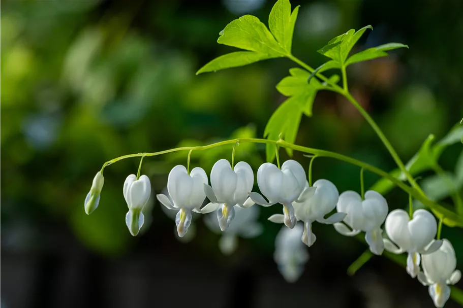Dicentra spectabilis 'Alba'