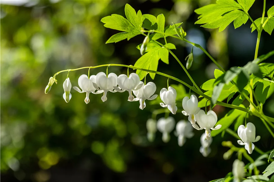 Dicentra spectabilis 'Alba'
