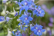 Delphinium belladonna 'Cliveden Beauty'