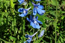 Delphinium belladonna 'Cliveden Beauty'