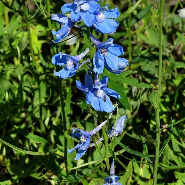 Delphinium belladonna 'Cliveden Beauty'