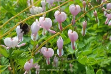 Dicentra spectabilis 'Cupid'®
