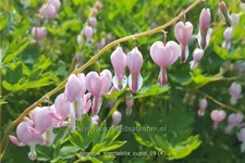 Dicentra spectabilis 'Cupid'®