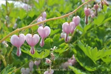 Dicentra spectabilis 'Cupid'®