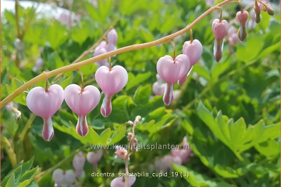Dicentra spectabilis 'Cupid'®