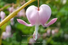 Dicentra spectabilis 'Cupid'®