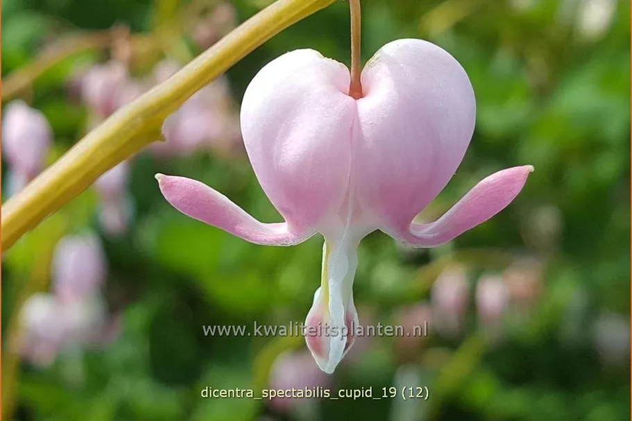 Dicentra spectabilis 'Cupid'®