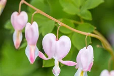 Dicentra spectabilis 'Cupid'®