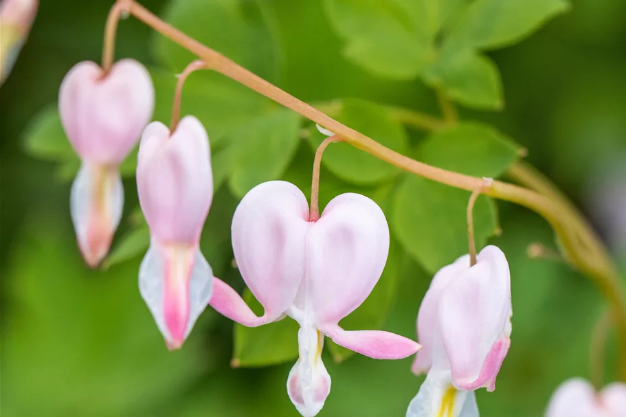 Dicentra spectabilis 'Cupid'®