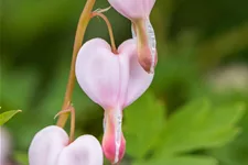 Dicentra spectabilis 'Cupid'®