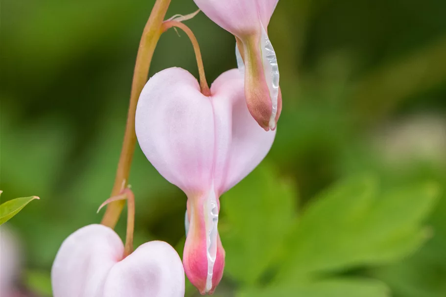 Dicentra spectabilis 'Cupid'®