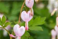 Dicentra spectabilis 'Cupid'®