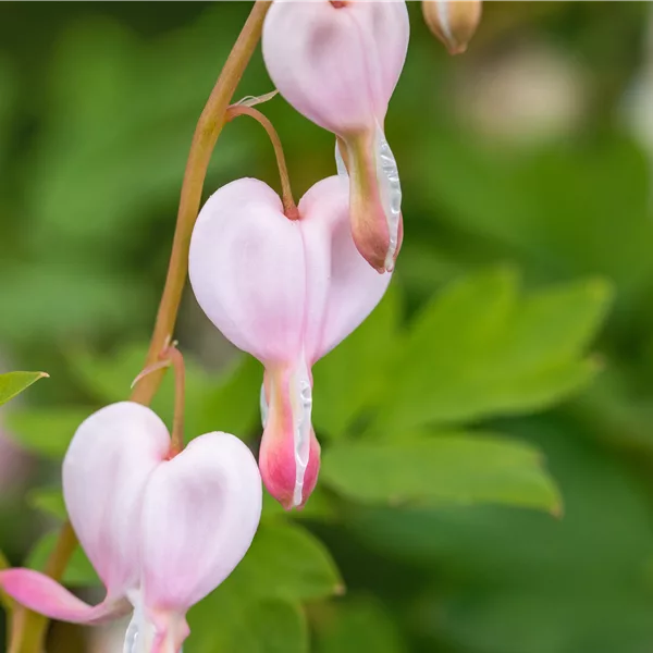Dicentra spectabilis 'Cupid'®
