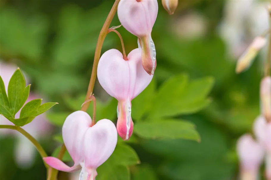 Dicentra spectabilis 'Cupid'®