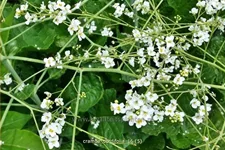 Crambe cordifolia