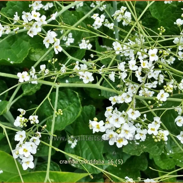 Crambe cordifolia