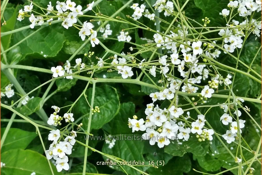 Crambe cordifolia