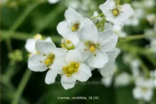 Crambe cordifolia