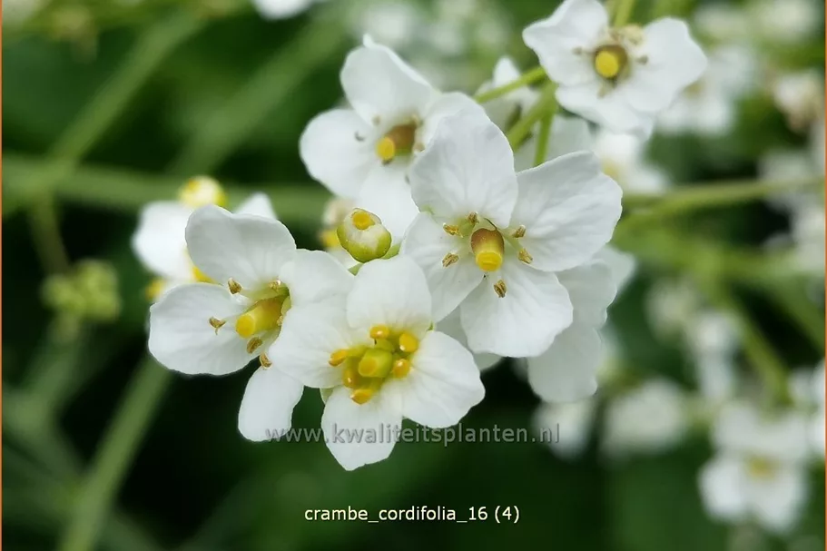 Crambe cordifolia