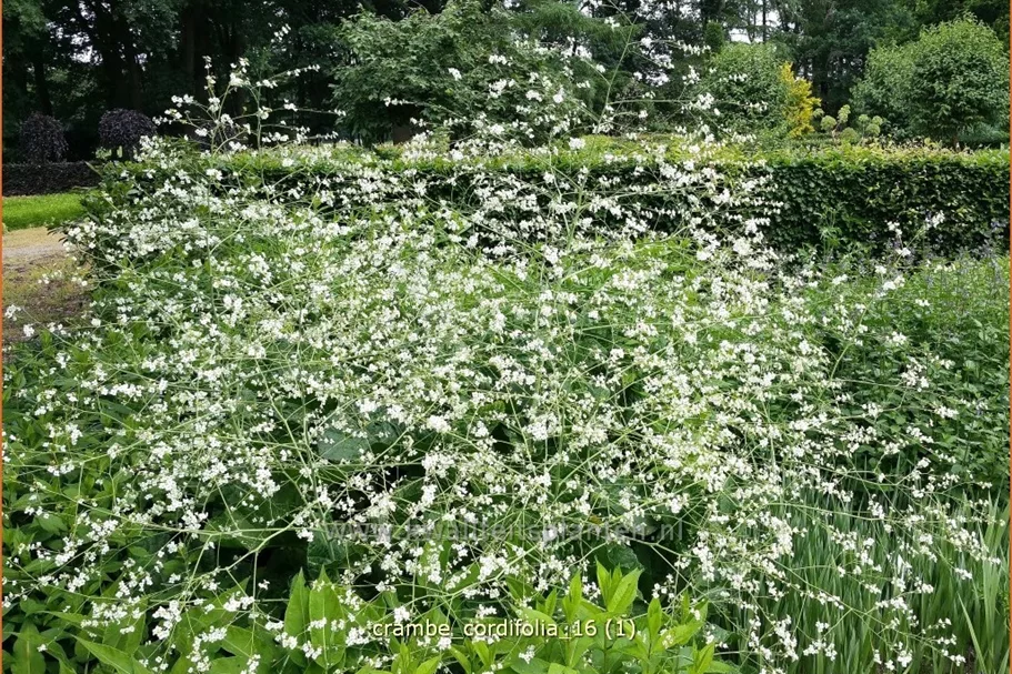 Crambe cordifolia